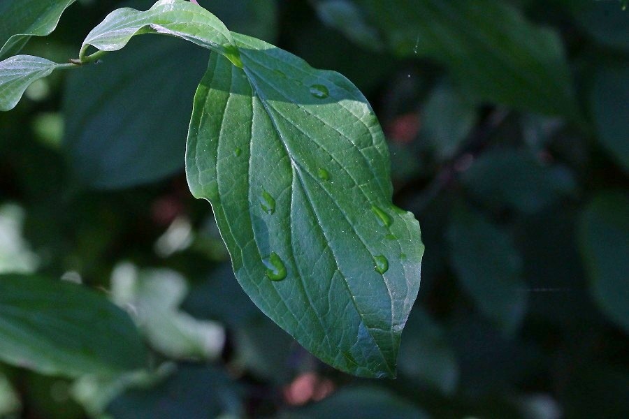 Conferma per Apion pisi